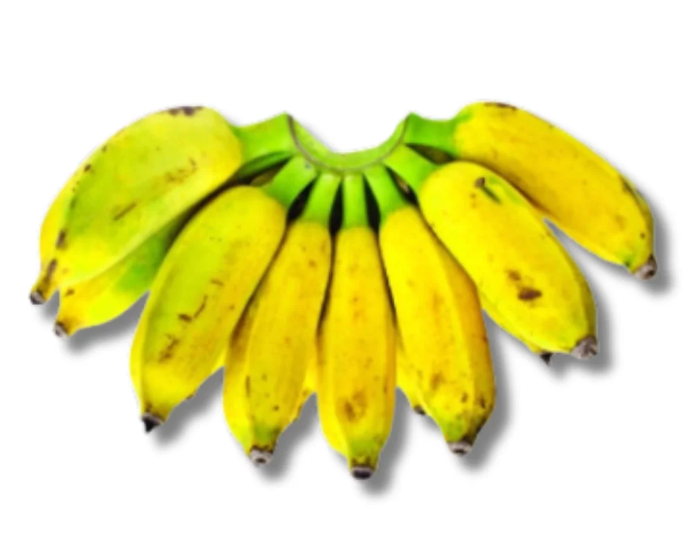 Chini Chompa (Banana) Yellow