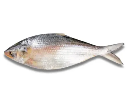 Hilsha Fresh Local Captured (300-399 gm)
