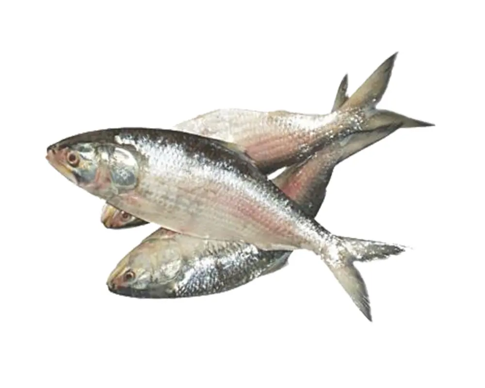 Hilsha Fresh Local Captured (400-499 gm)