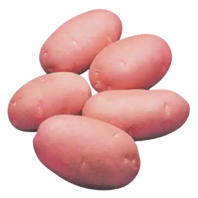 Lal Alu (Red Potato Cardinal)