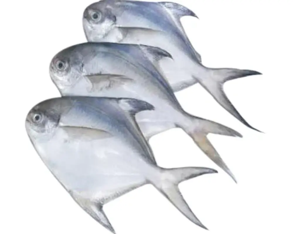 Rupchanda (Pomfret) Fresh Local Captured (8-10 Pcs/kg)